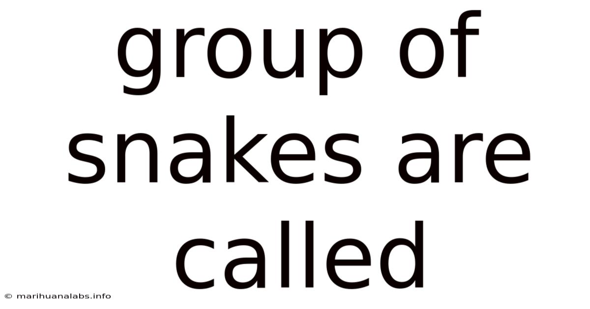 Group Of Snakes Are Called