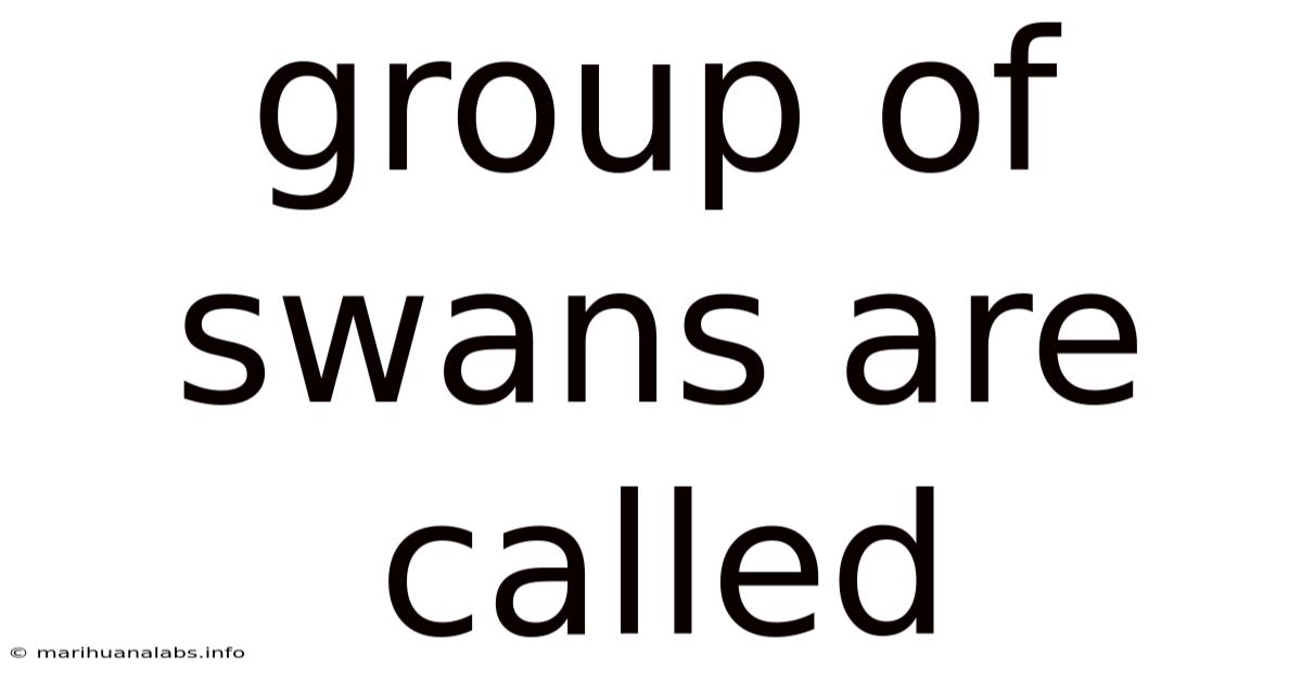 Group Of Swans Are Called