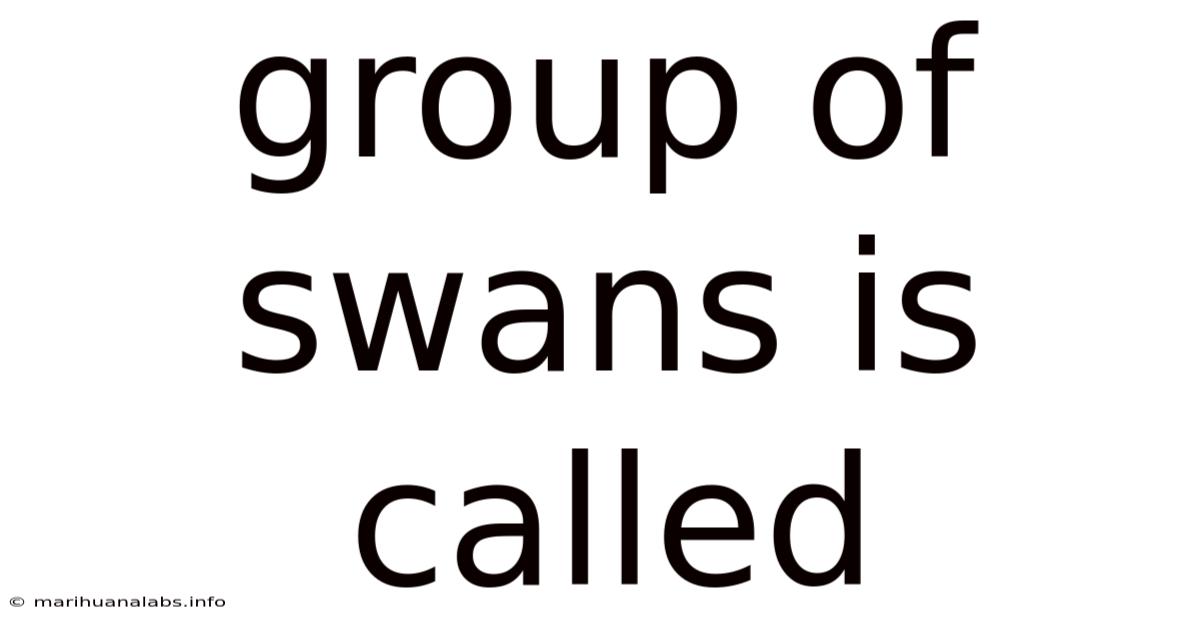 Group Of Swans Is Called