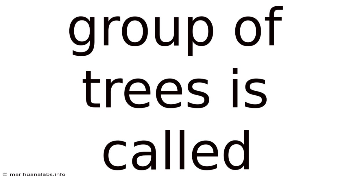 Group Of Trees Is Called
