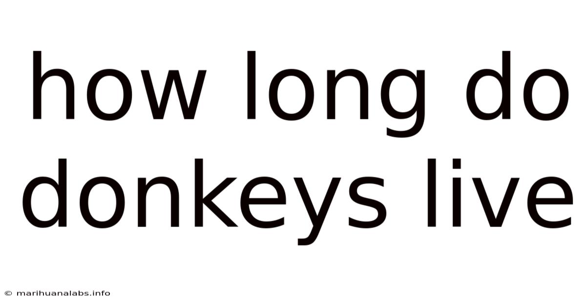 How Long Do Donkeys Live