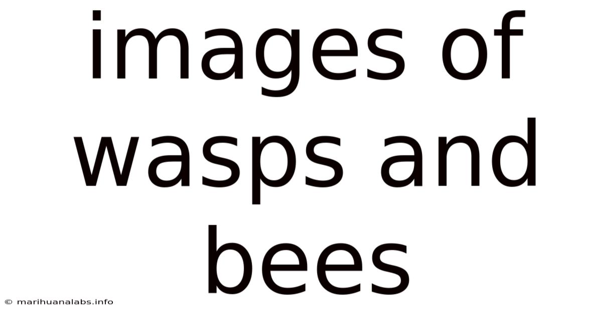 Images Of Wasps And Bees