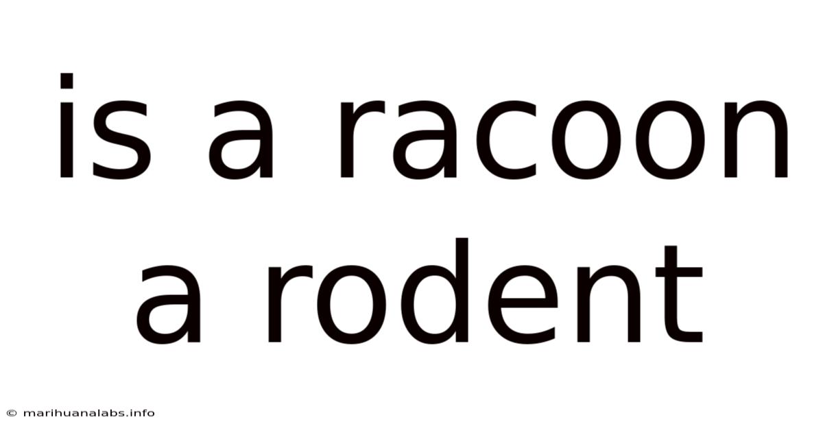 Is A Racoon A Rodent