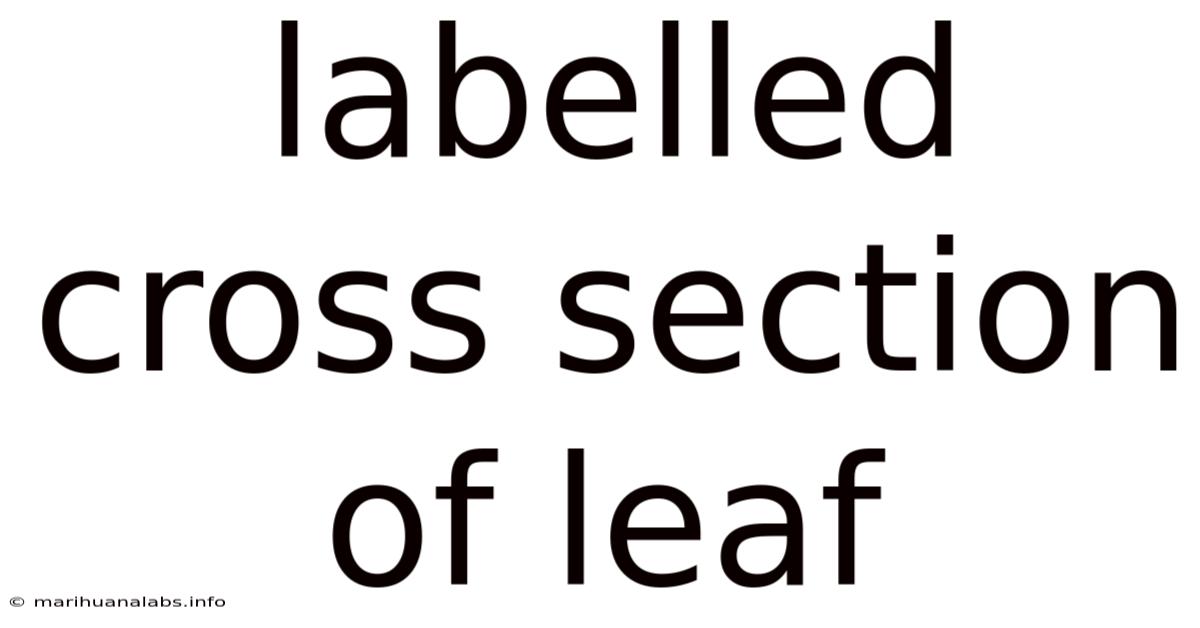 Labelled Cross Section Of Leaf