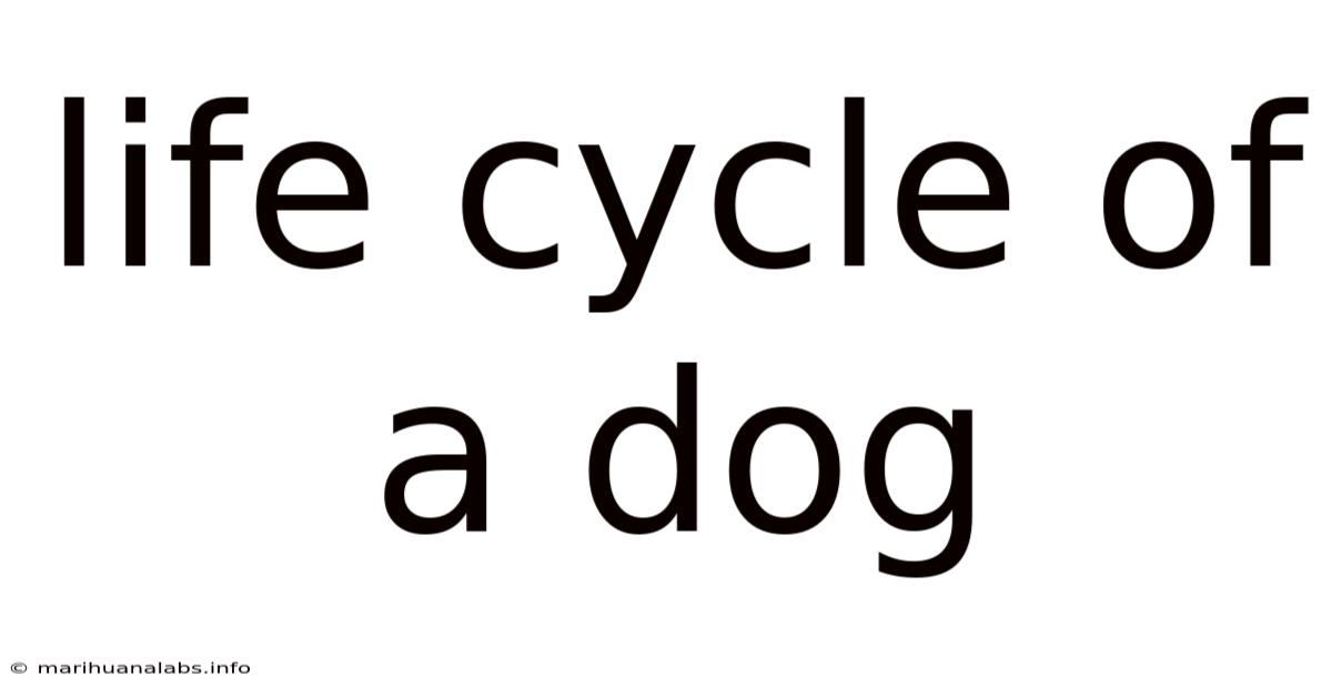 Life Cycle Of A Dog