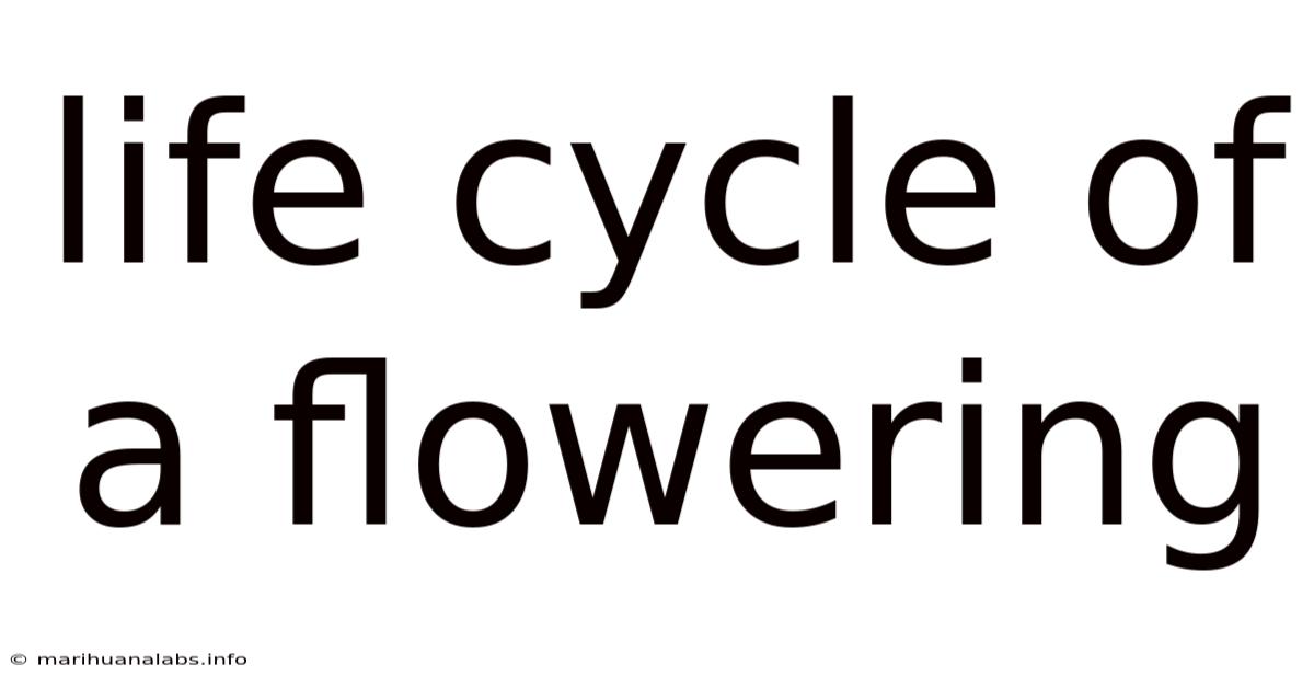 Life Cycle Of A Flowering