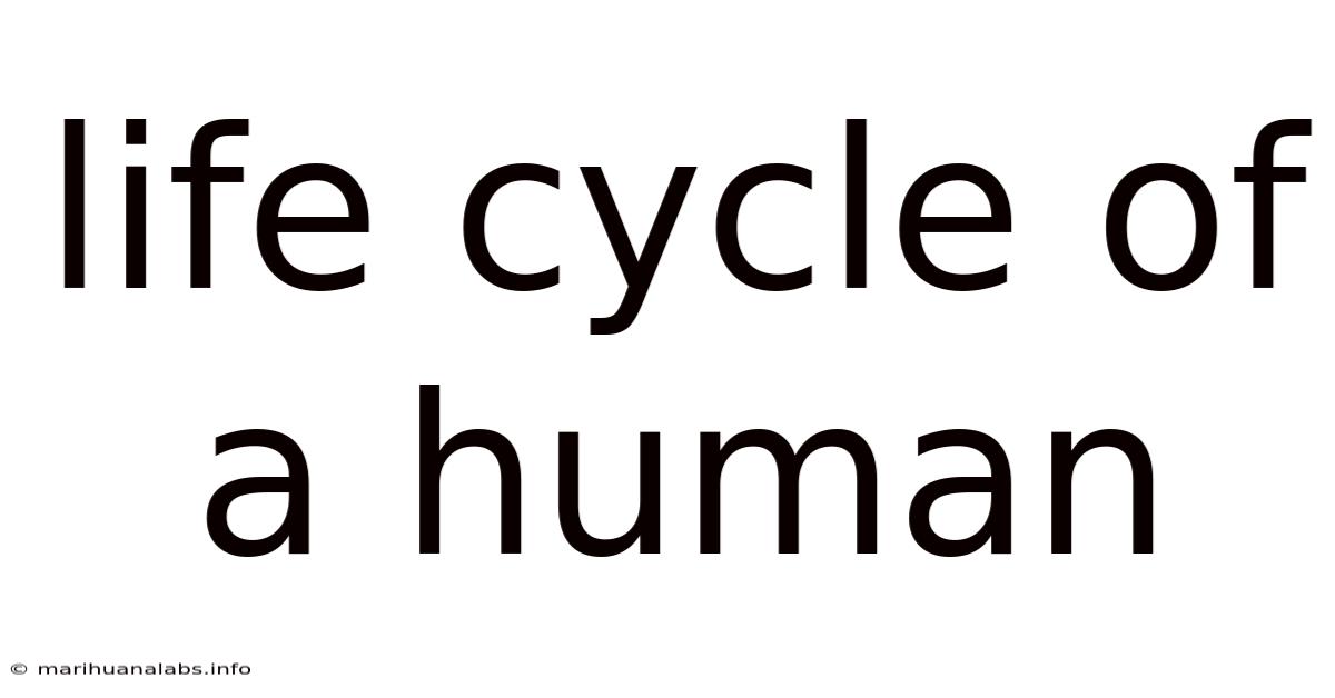 Life Cycle Of A Human