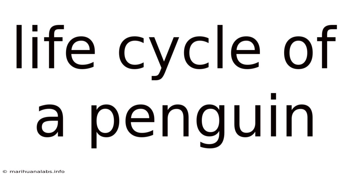 Life Cycle Of A Penguin
