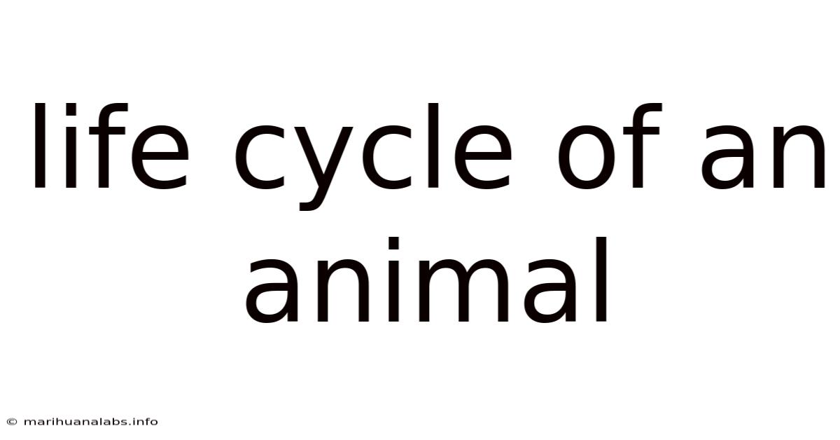 Life Cycle Of An Animal