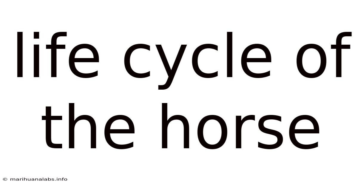 Life Cycle Of The Horse