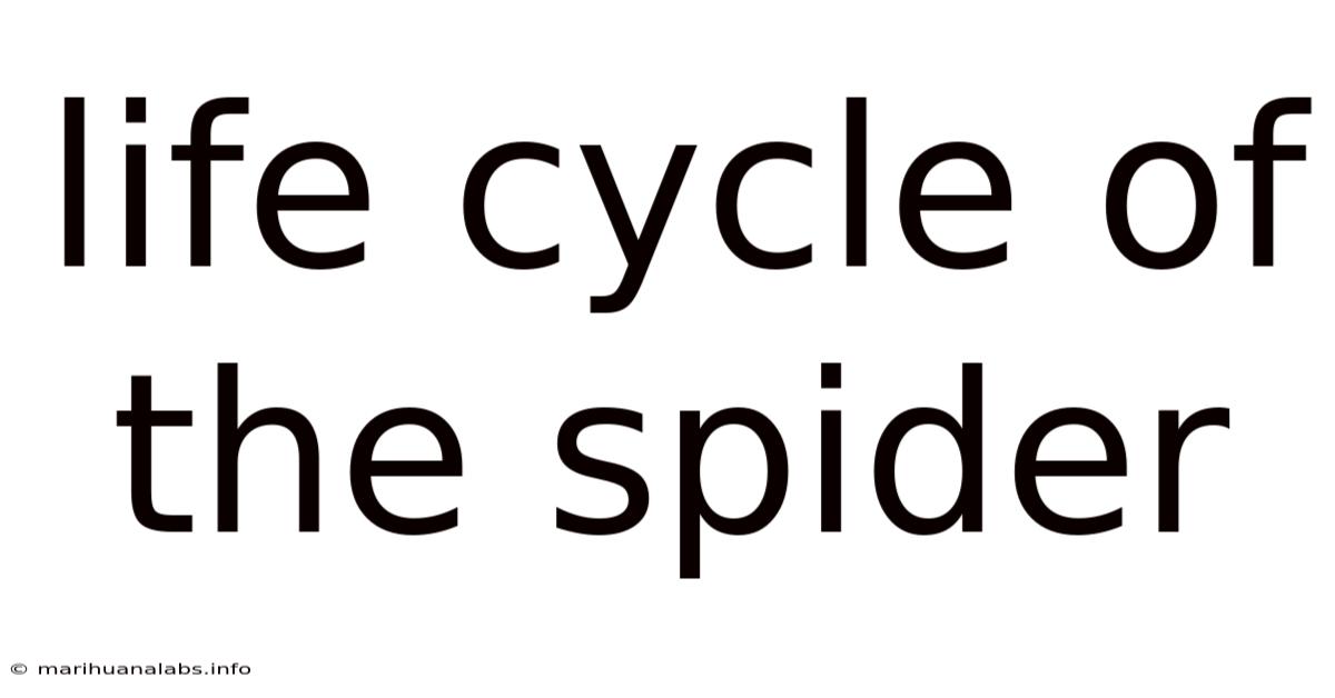 Life Cycle Of The Spider