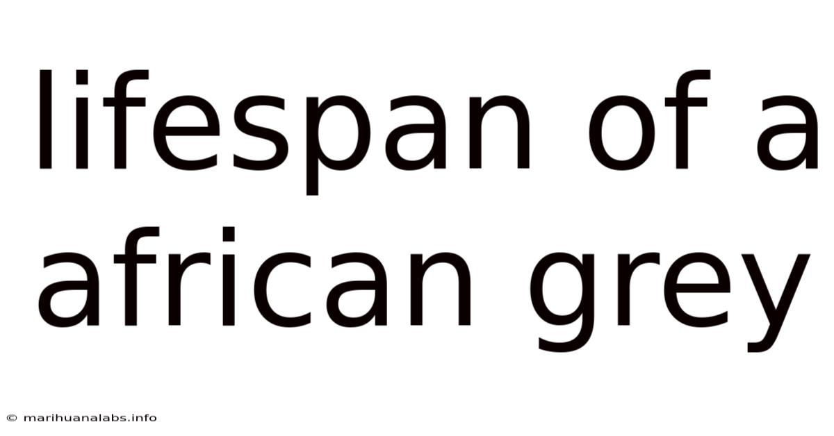 Lifespan Of A African Grey