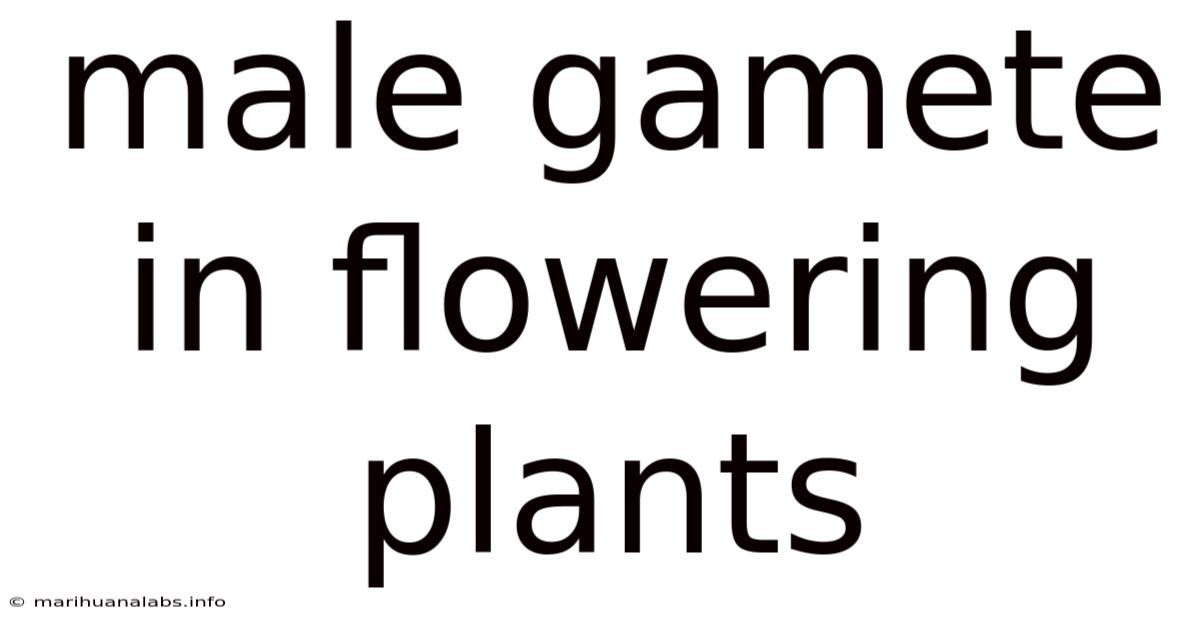Male Gamete In Flowering Plants