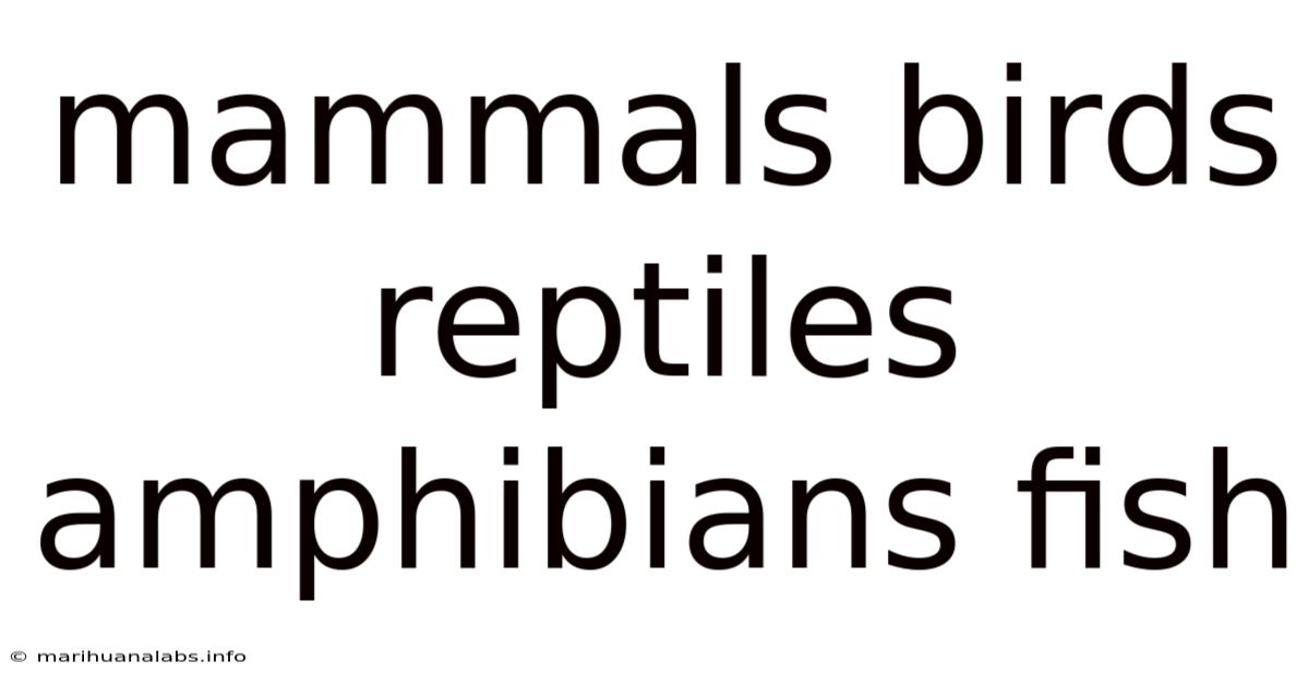 Mammals Birds Reptiles Amphibians Fish