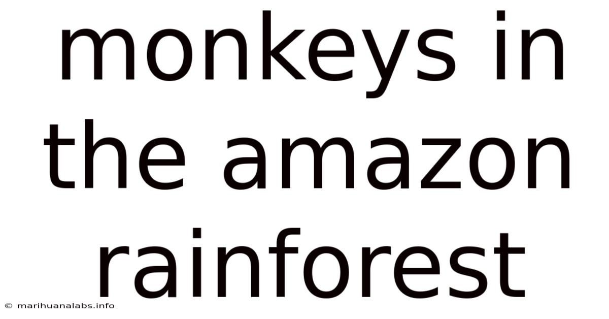 Monkeys In The Amazon Rainforest