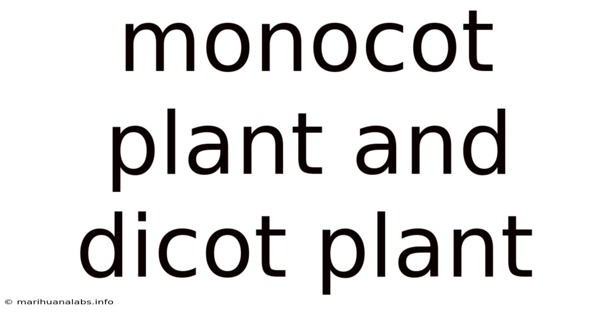 Monocot Plant And Dicot Plant