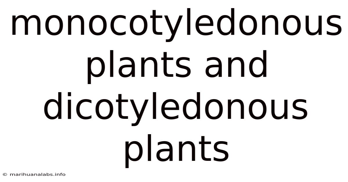Monocotyledonous Plants And Dicotyledonous Plants