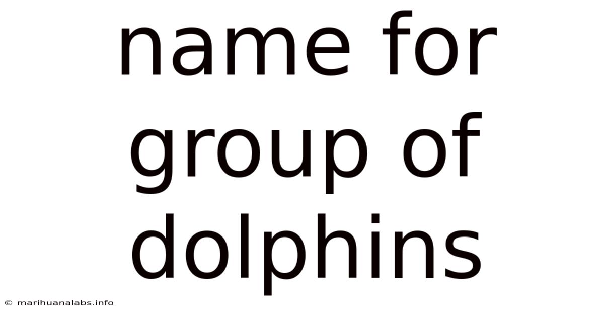Name For Group Of Dolphins