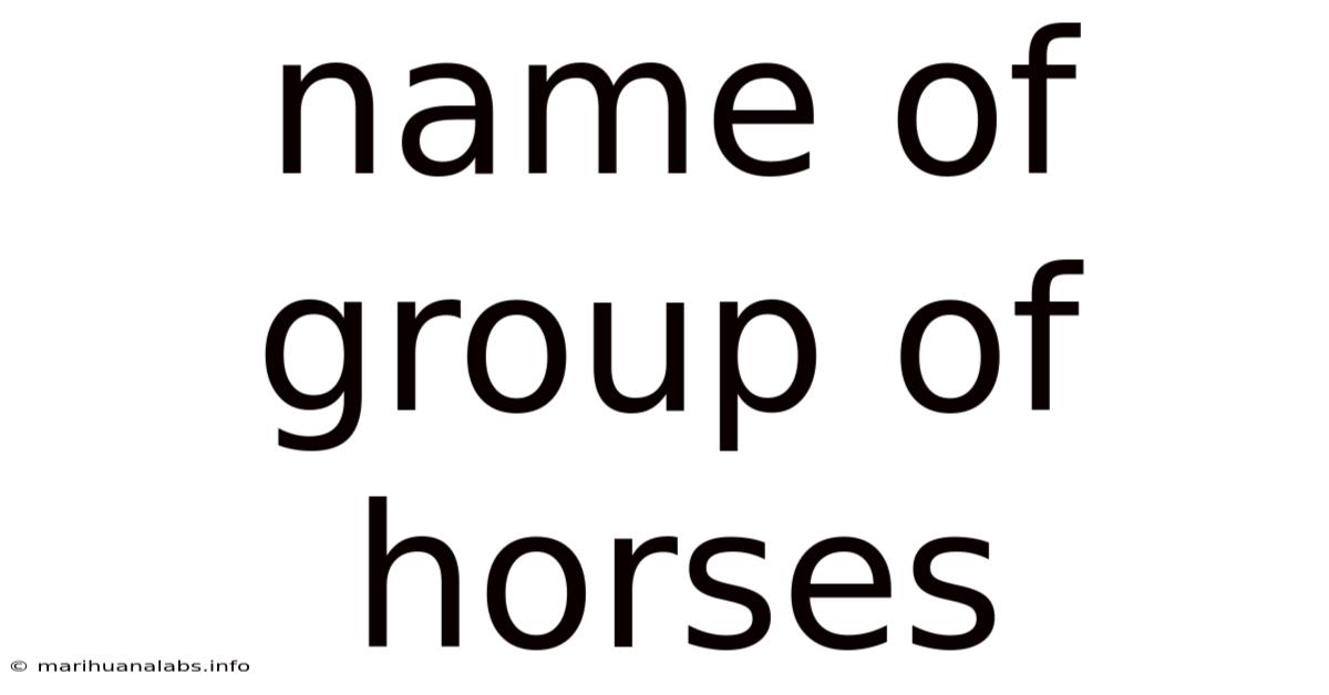 Name Of Group Of Horses