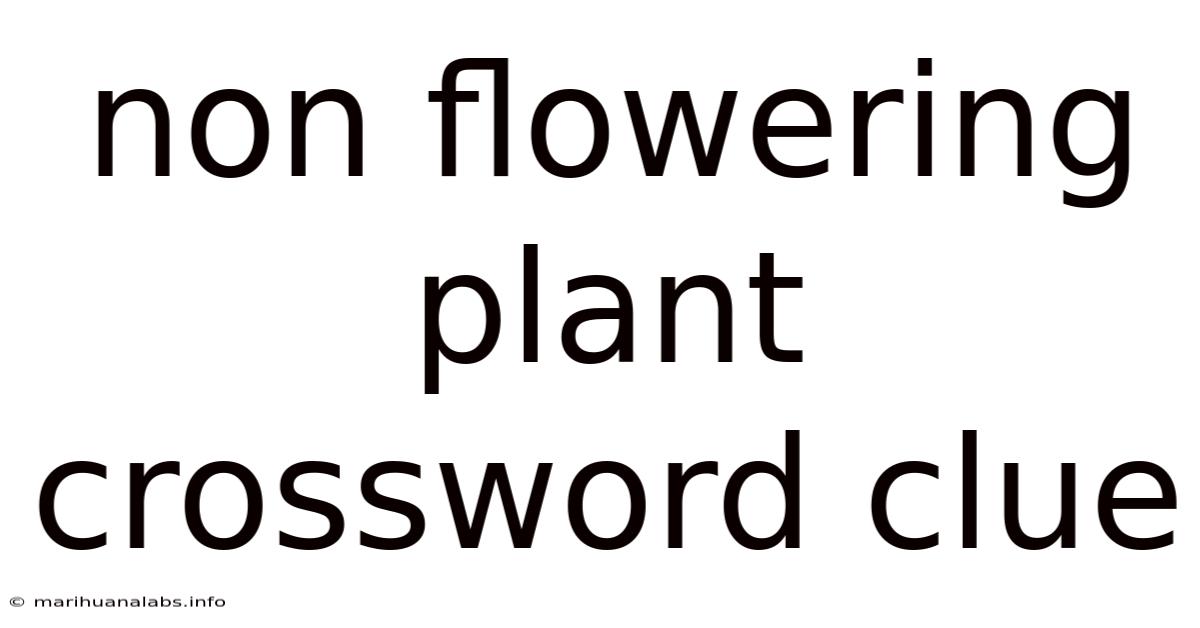 Non Flowering Plant Crossword Clue