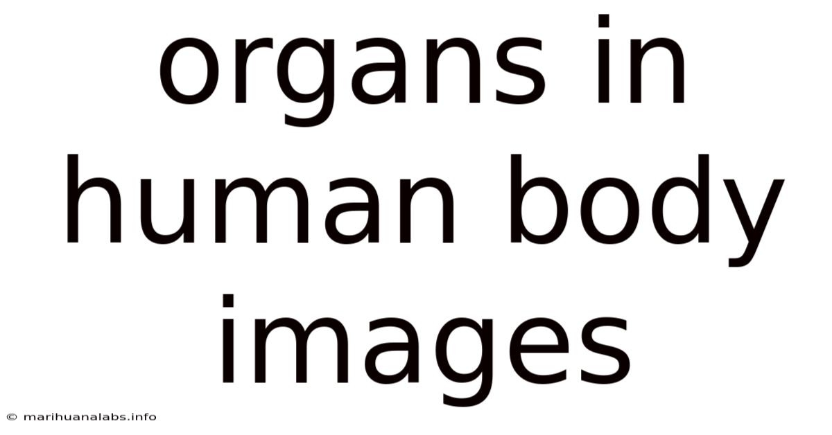 Organs In Human Body Images