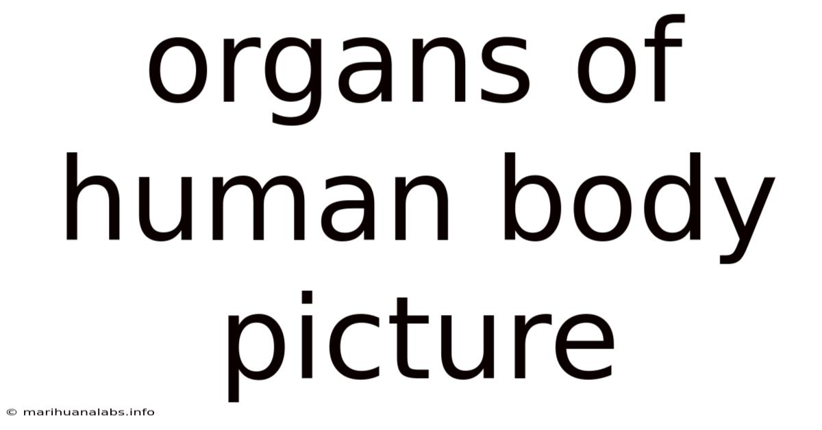 Organs Of Human Body Picture