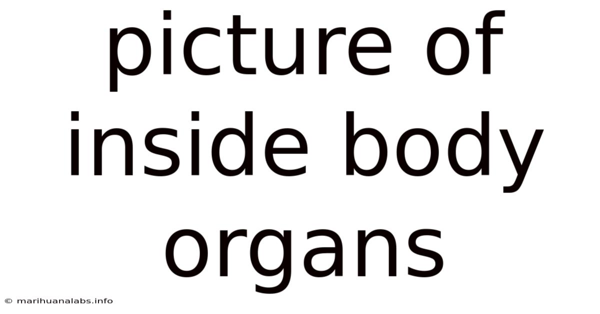 Picture Of Inside Body Organs