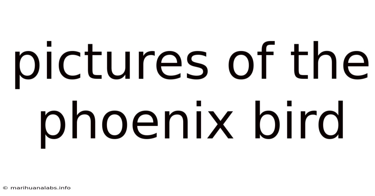 Pictures Of The Phoenix Bird
