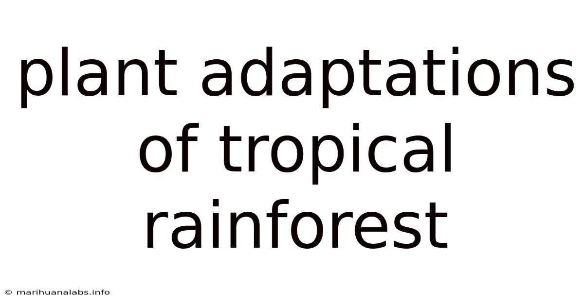 Plant Adaptations Of Tropical Rainforest