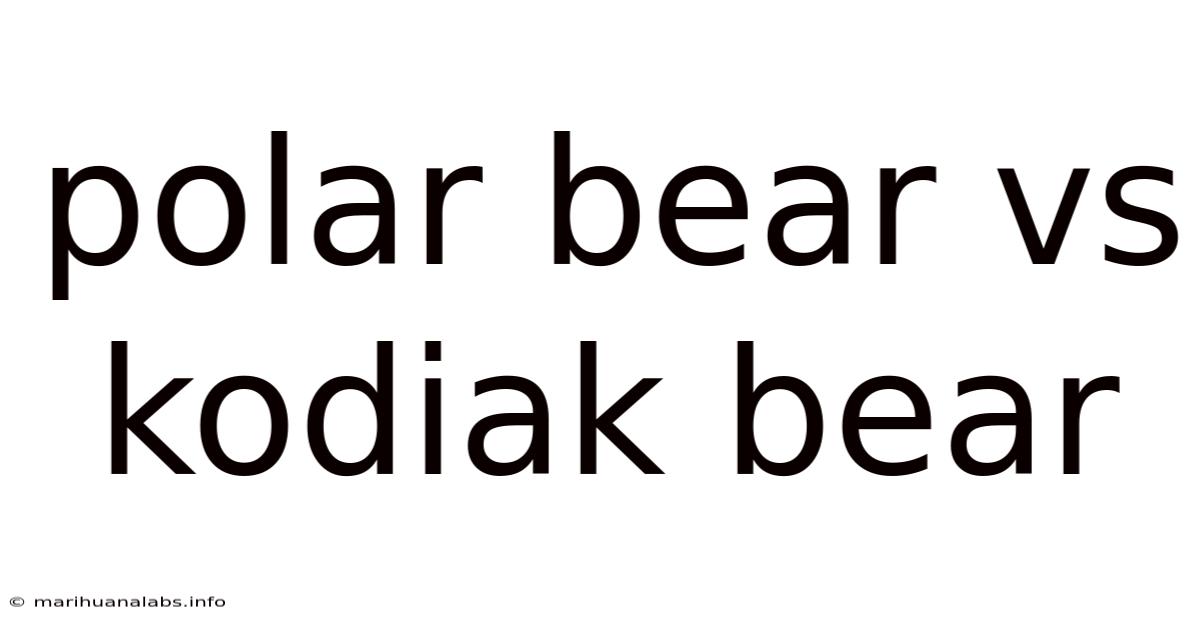 Polar Bear Vs Kodiak Bear