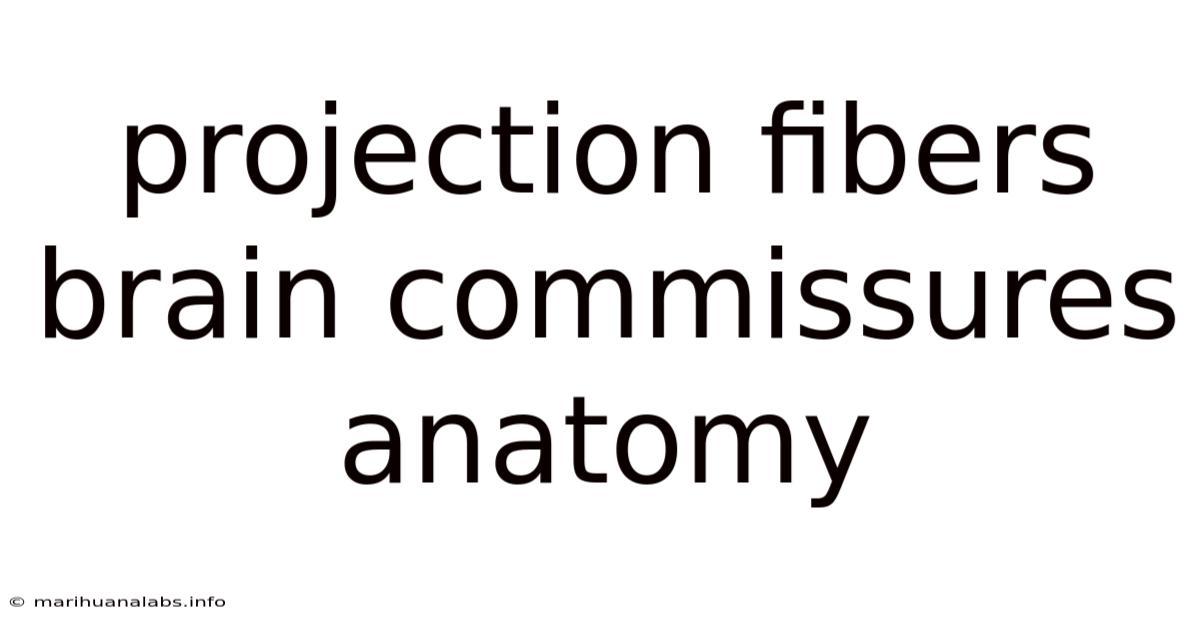 Projection Fibers Brain Commissures Anatomy