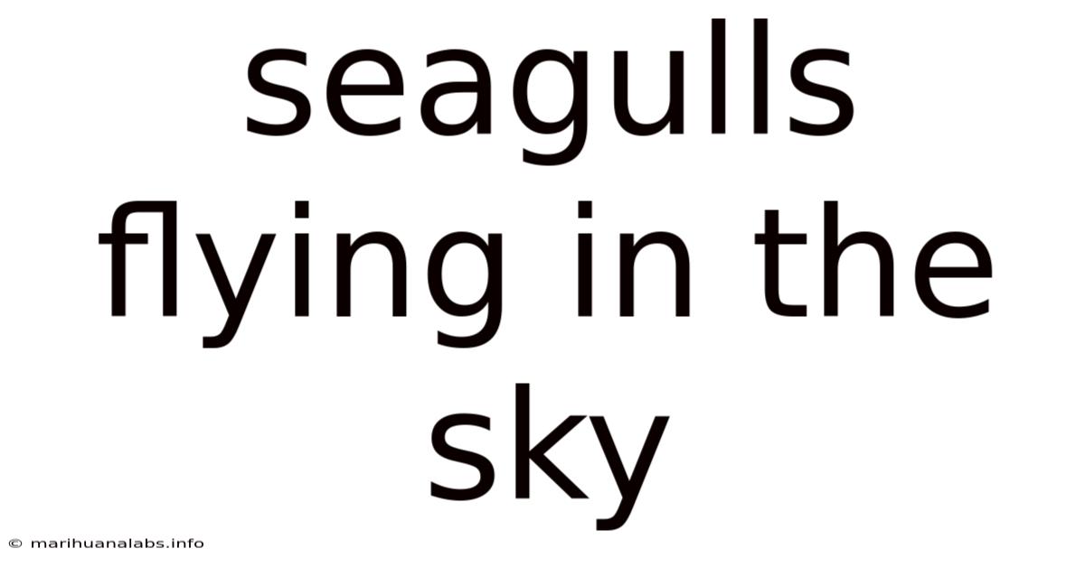 Seagulls Flying In The Sky