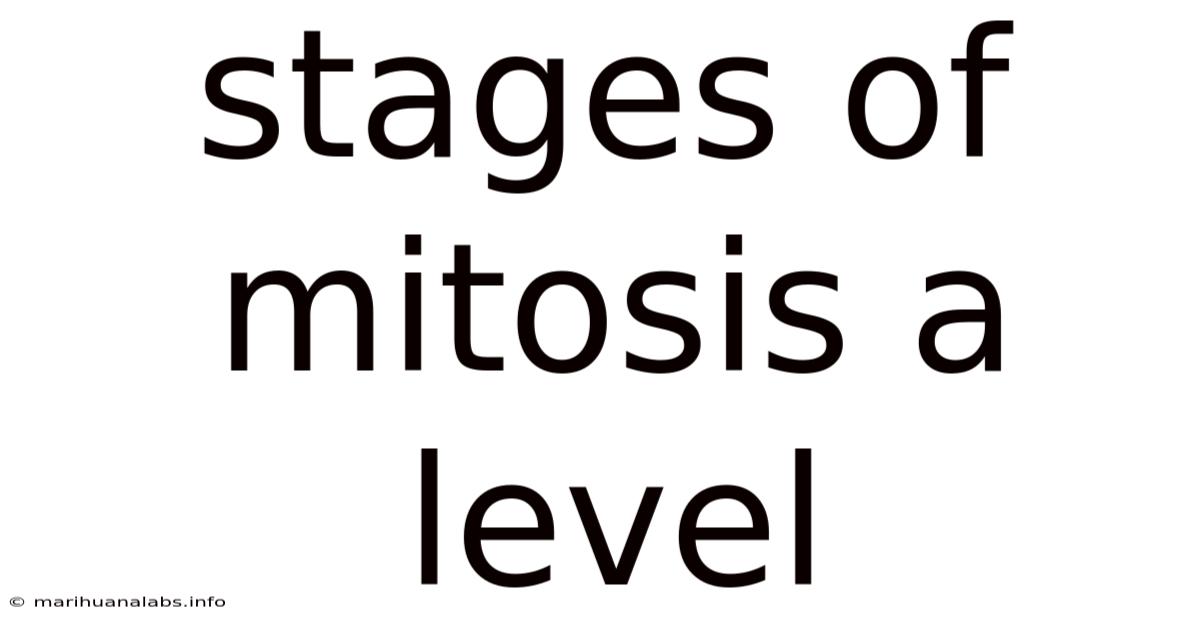Stages Of Mitosis A Level