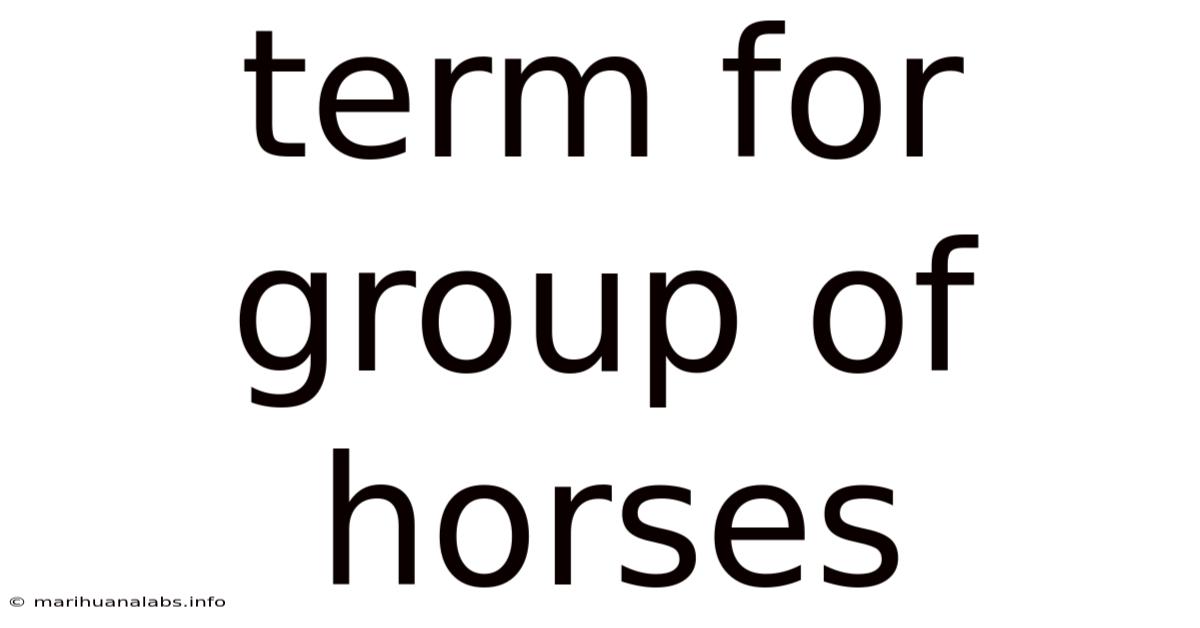Term For Group Of Horses