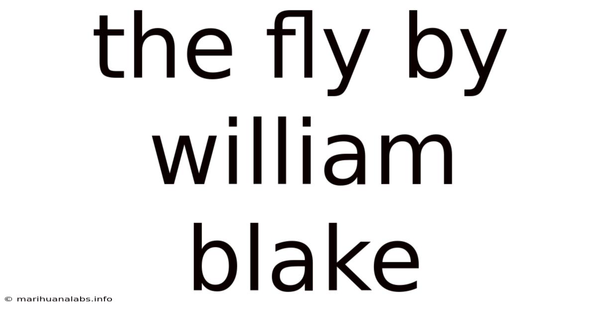 The Fly By William Blake