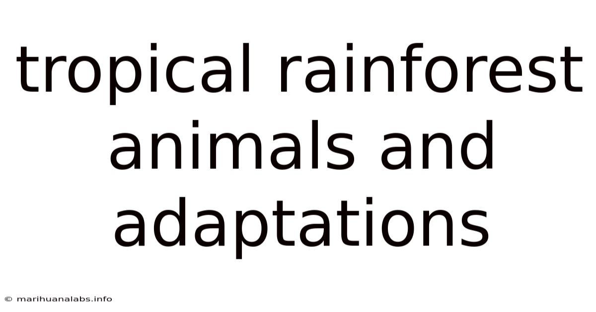 Tropical Rainforest Animals And Adaptations