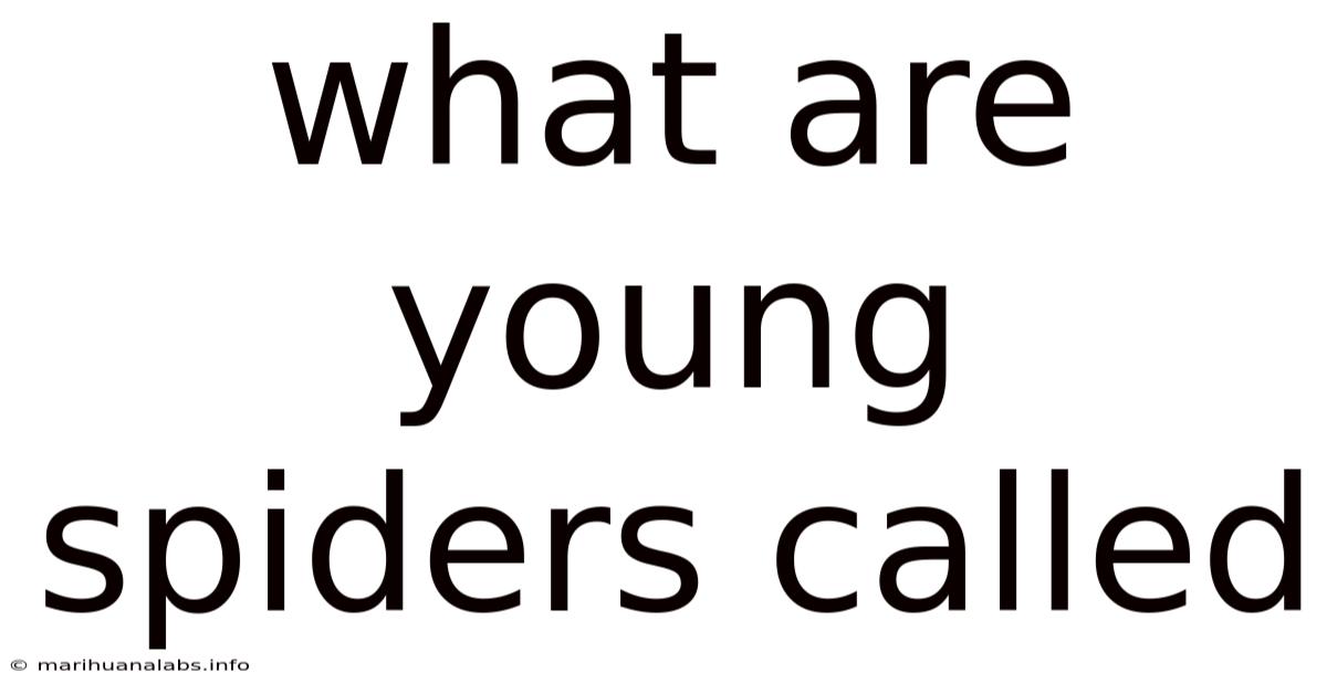 What Are Young Spiders Called
