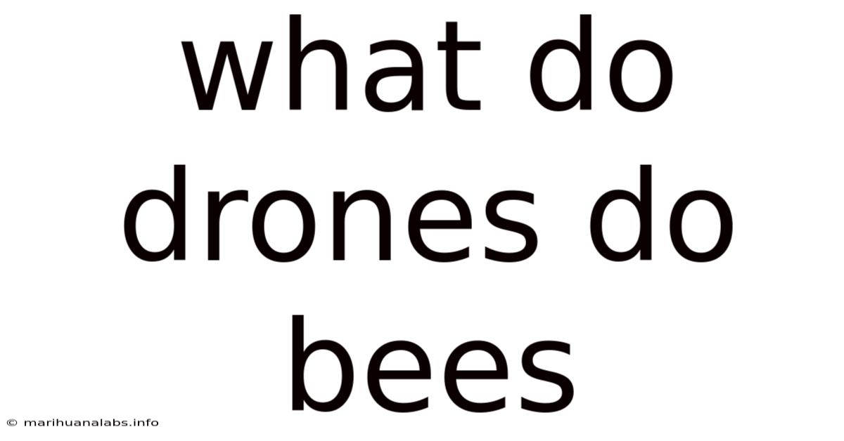 What Do Drones Do Bees