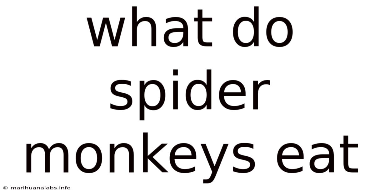What Do Spider Monkeys Eat