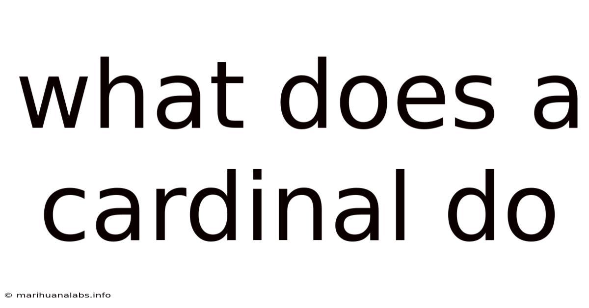 What Does A Cardinal Do