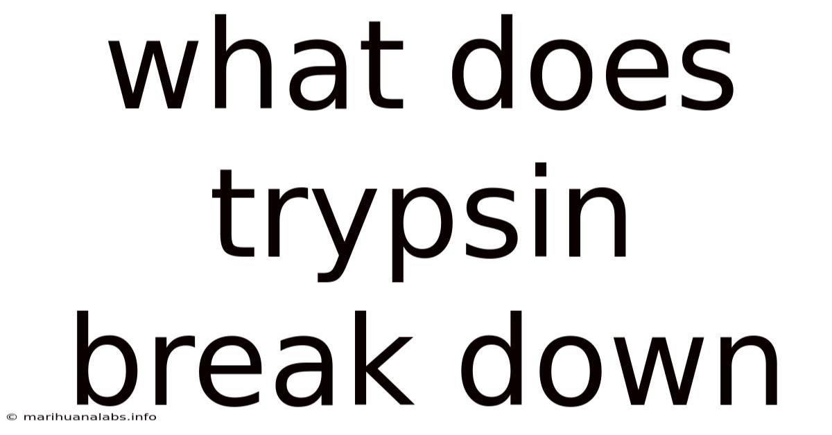 What Does Trypsin Break Down