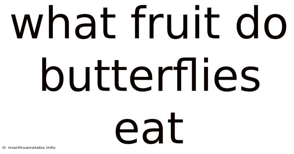 What Fruit Do Butterflies Eat