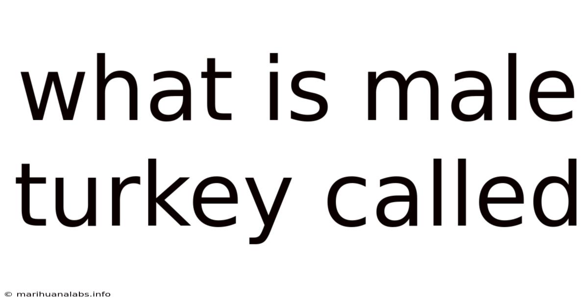 What Is Male Turkey Called