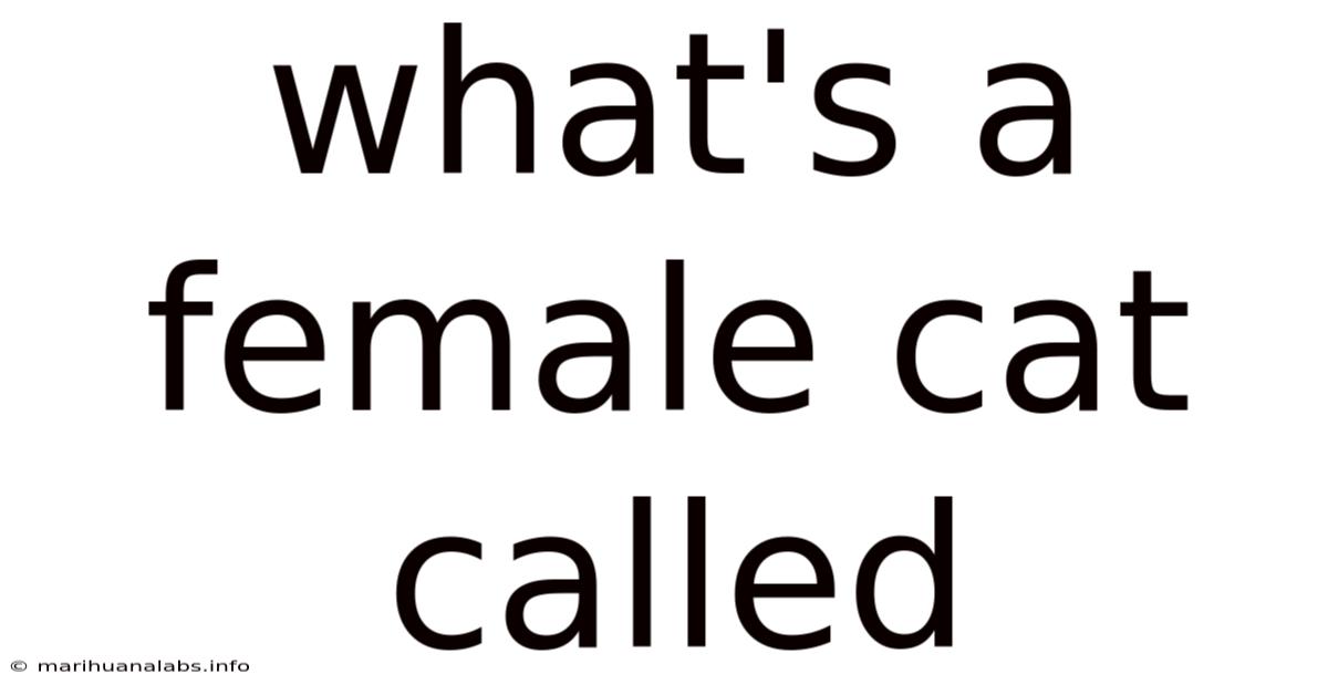 What's A Female Cat Called
