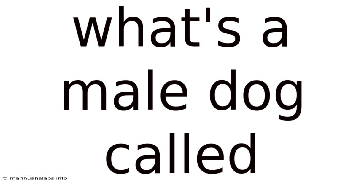 What's A Male Dog Called