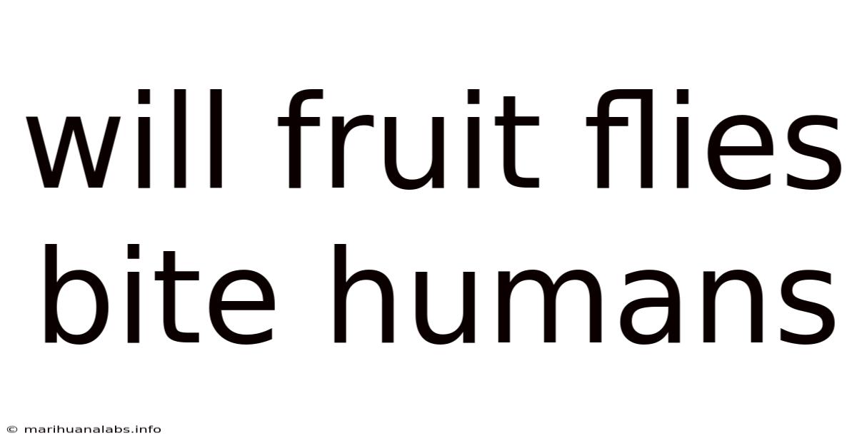 Will Fruit Flies Bite Humans
