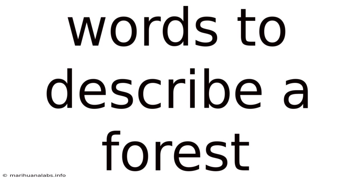 Words To Describe A Forest